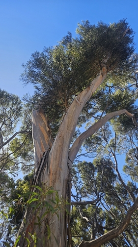 Image of Eucalyptus cneorifolia by no rights reserved