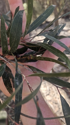 Image of Eucalyptus cneorifolia by no rights reserved