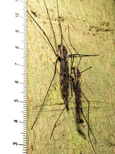 Tipula metacomet