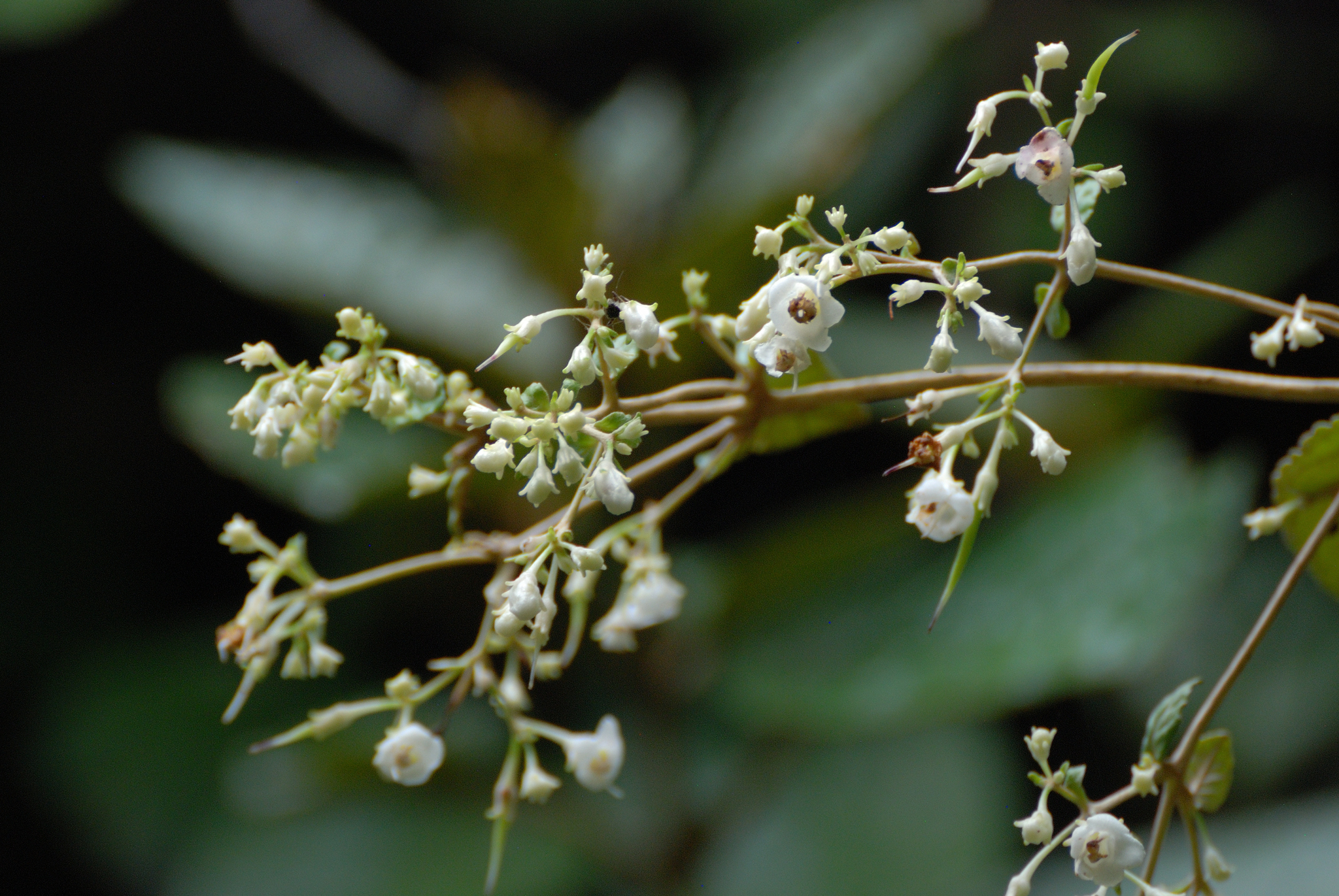 Paraboea swinhoei