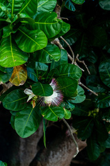 Barringtonia asiatica