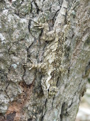 Sceloporus melanorhinus