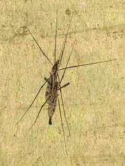 Tipula metacomet