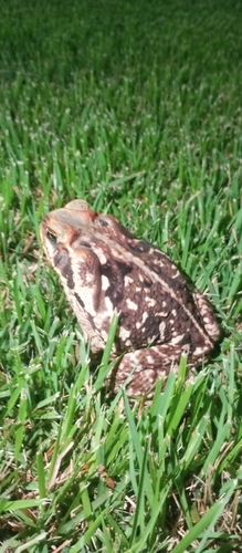 Cururu Toad