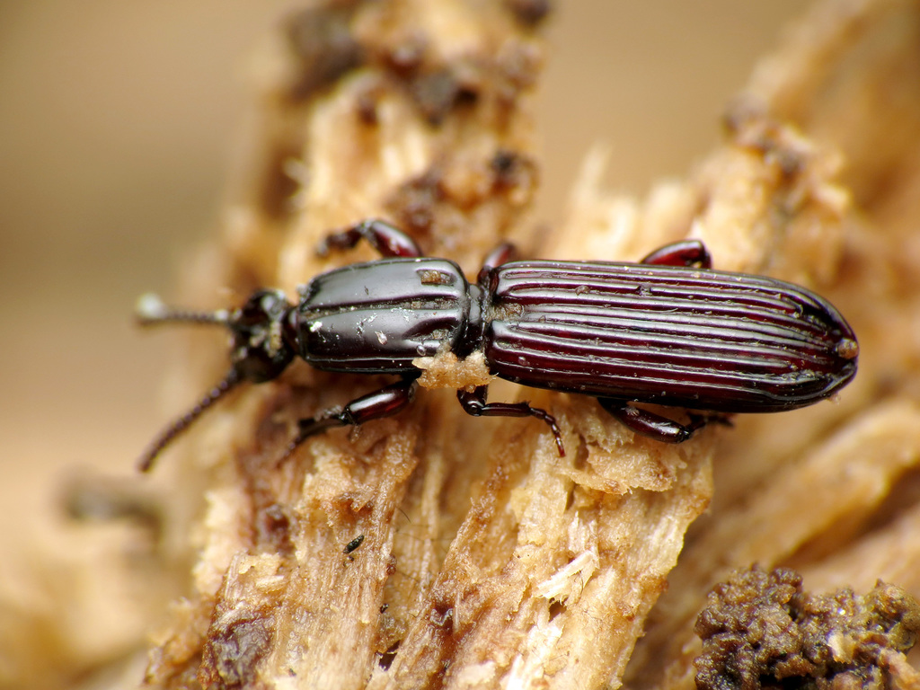 Clinidiini