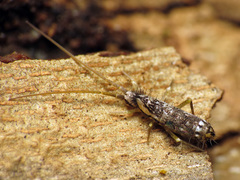 Pogonognathellus elongatus