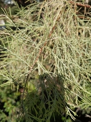 Tamarix aphylla