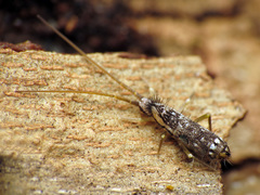 Pogonognathellus elongatus