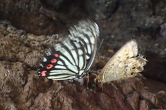 Hestina assimilis assimilis