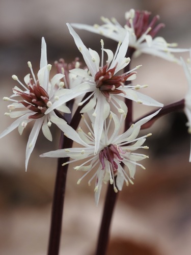 Image of Coptis japonica by (c) ITÔ, Hiroki, some rights reserved (CC BY)