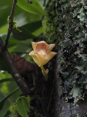 Bulbophyllum pectinatum