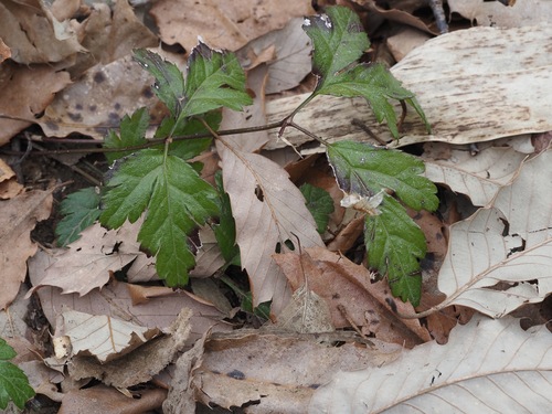 Image of Coptis japonica by (c) ITÔ, Hiroki, some rights reserved (CC BY)