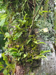 Bulbophyllum pectinatum