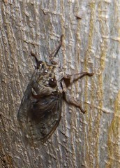 Cicada