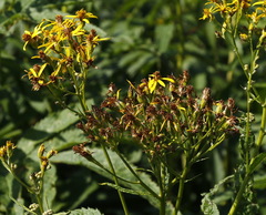 Jacobaea cannabifolia