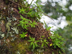 Lysionotus pauciflorus