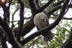 Accipiter chilensis