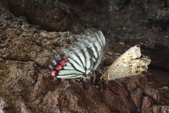 Hestina assimilis assimilis