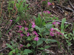 Silene dioica