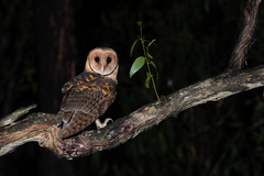 Australian Masked Owl photo 2