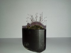 Tortula muralis