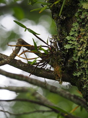 Dendrobium moniliforme