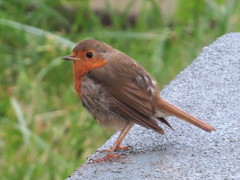 Erithacus rubecula