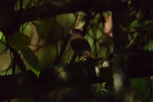 Black-headed Nightingale-Thrush (Catharus mexicanus), photo 9