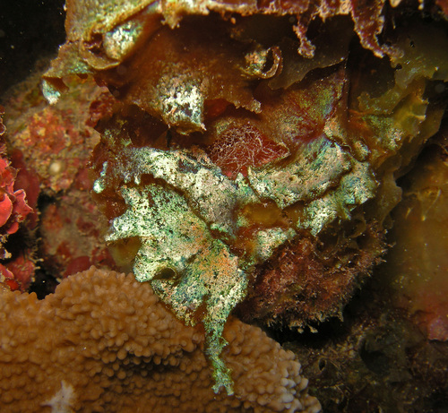 Drouetia coalescens