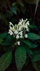 Scutellaria orichalcea