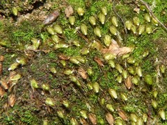 Diphyscium foliosum