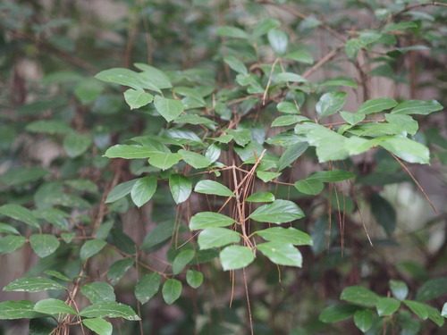 Image of Viburnum taitoense by no rights reserved