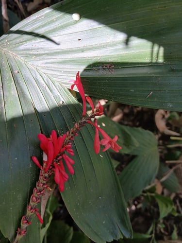 Odontonema strictum iNat (2)