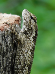 Sceloporus melanorhinus