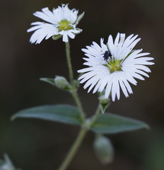 Stellaria radians