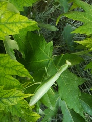 Hierodula transcaucasica