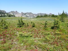 Pedicularis contorta