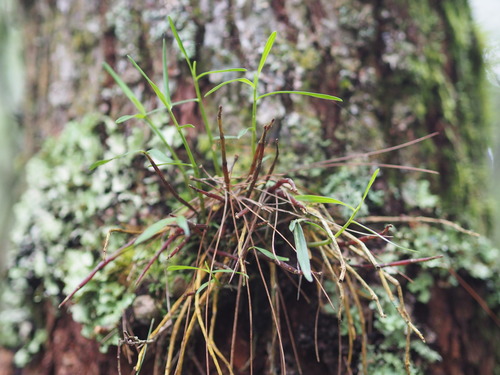 Image of Dendrobium moniliforme by no rights reserved