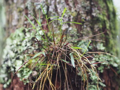 Dendrobium moniliforme