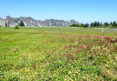 Pedicularis contorta
