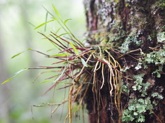Dendrobium moniliforme