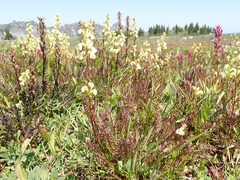 Pedicularis contorta