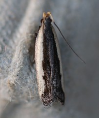 Dichomeris setosella