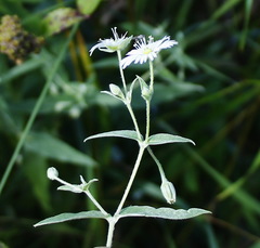Stellaria radians