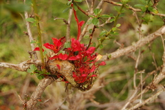 Puccinia magellanica