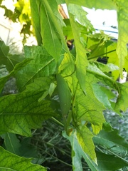 Hierodula transcaucasica