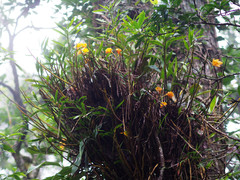Dendrobium chryseum