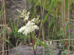 Filipendula ulmaria