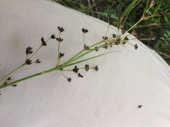 Juncus acutiflorus