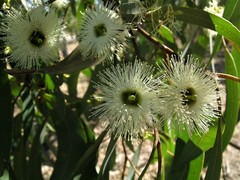 Eucalyptus tetrodonta